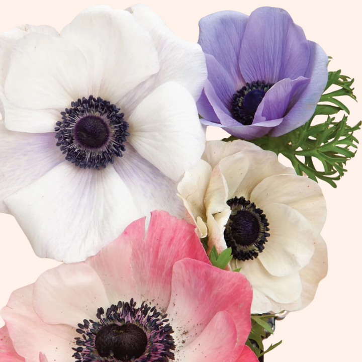 Carmel and Galilee Pastel Anemone Mix; Pack of 20