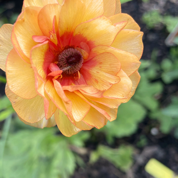Butterfly Ranunculus Corms; Phosphorus - Pack of 5