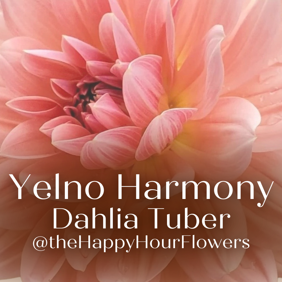 Close-up of a beautiful Yelno Harmony Dahlia flower showcasing soft peach and pink petals, offered by The Happy Hour Flowers.