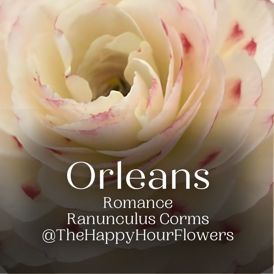 Orleans Romance Ranunculus corms for sale