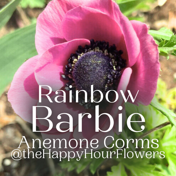 Rainbow Anemone Corms; Barbie- Pack of 10