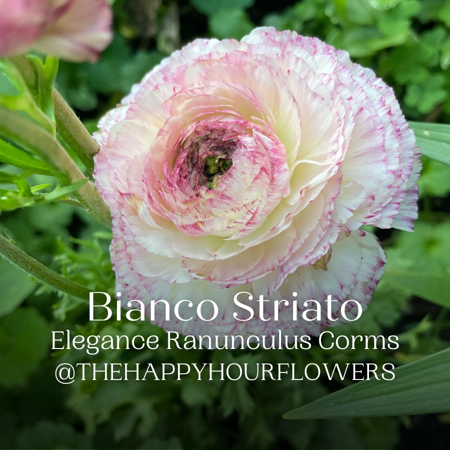 a close up of a flower with the words blanco striato