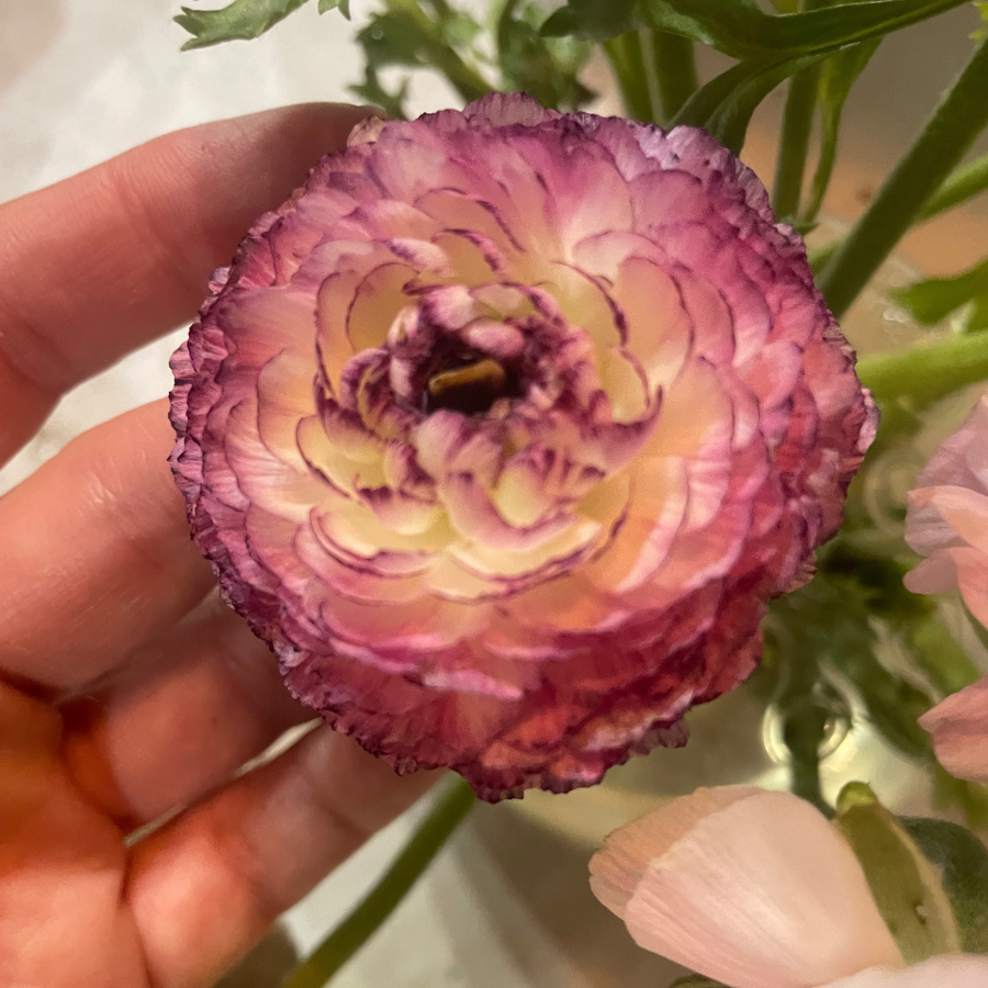 Elegance® Ranunculus Corms; Bianco Striato- Pack of 10 Corms