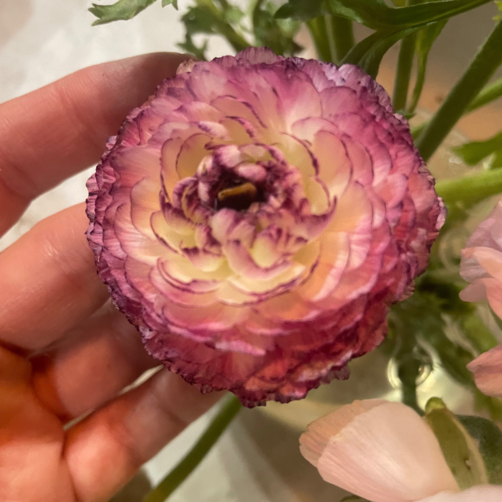 Elegance® Ranunculus Corms; Bianco Striato- Pack of 10 Corms