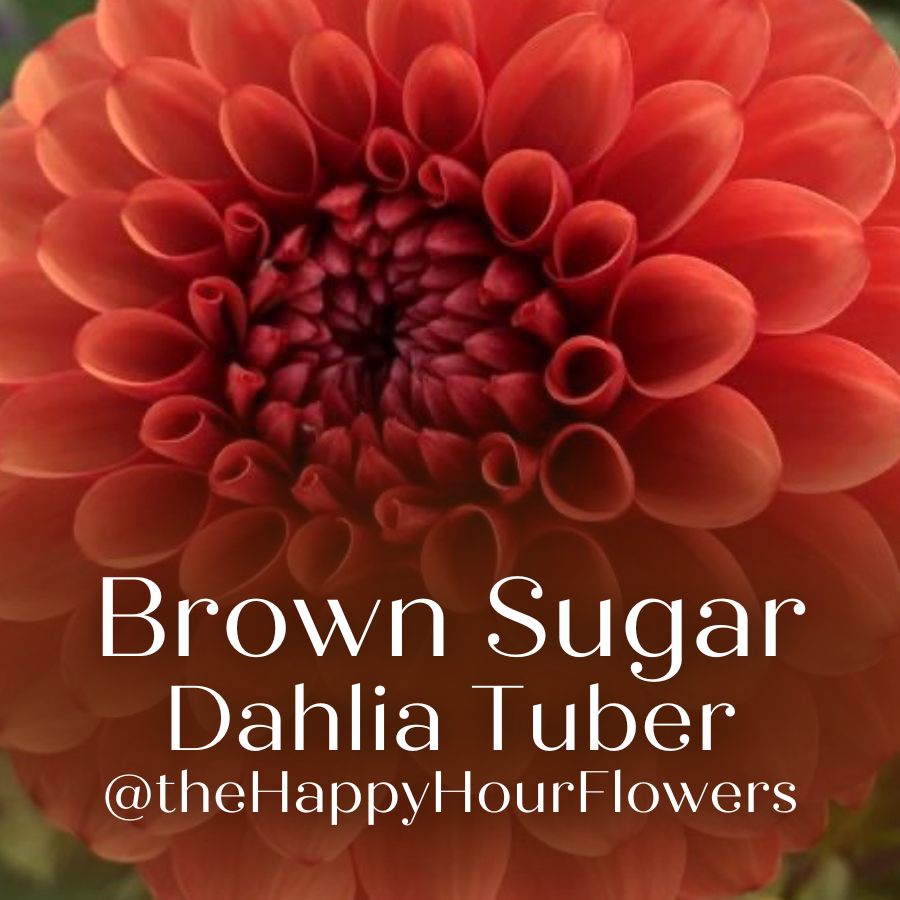 An artistic image featuring the Brown Sugar Dahlia flower with the text overlay promoting the Tangerine Dream Dahlia Tuber by The Happy Hour Flowers. This vibrant image captures the allure of these dahlia tubers, celebrated for their distinct beauty and ranking as a best seller. Perfect for garden blooms, this dahlia variety is classified as easy to grow, making it a wonderful addition to any flower bulbs collection.