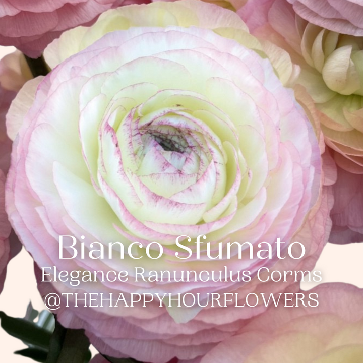 elegance ranunculus Bianco Sfumato