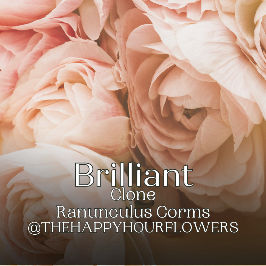 Clone Ranunculus Corms; Brilliant- Pack of 5