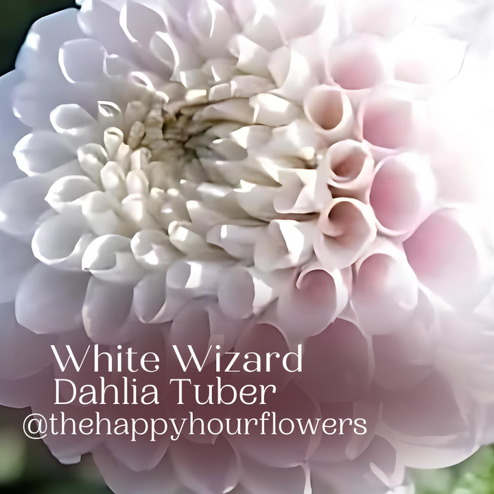 White Wizard Dahlia