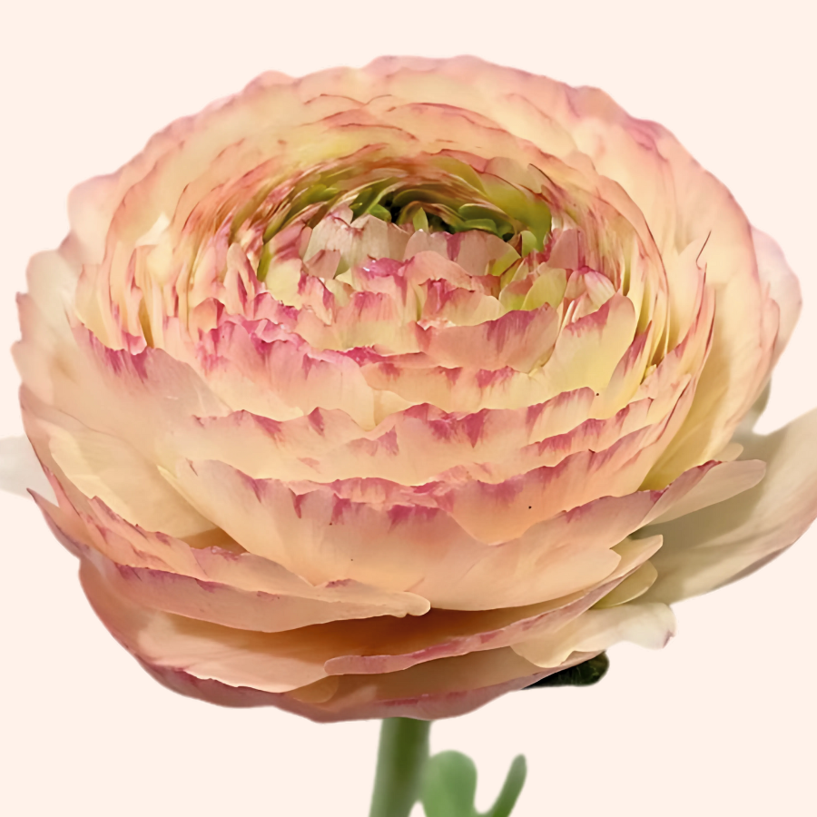 Success Cloni Ranunculus Corms; Tuareg- Pack of 5