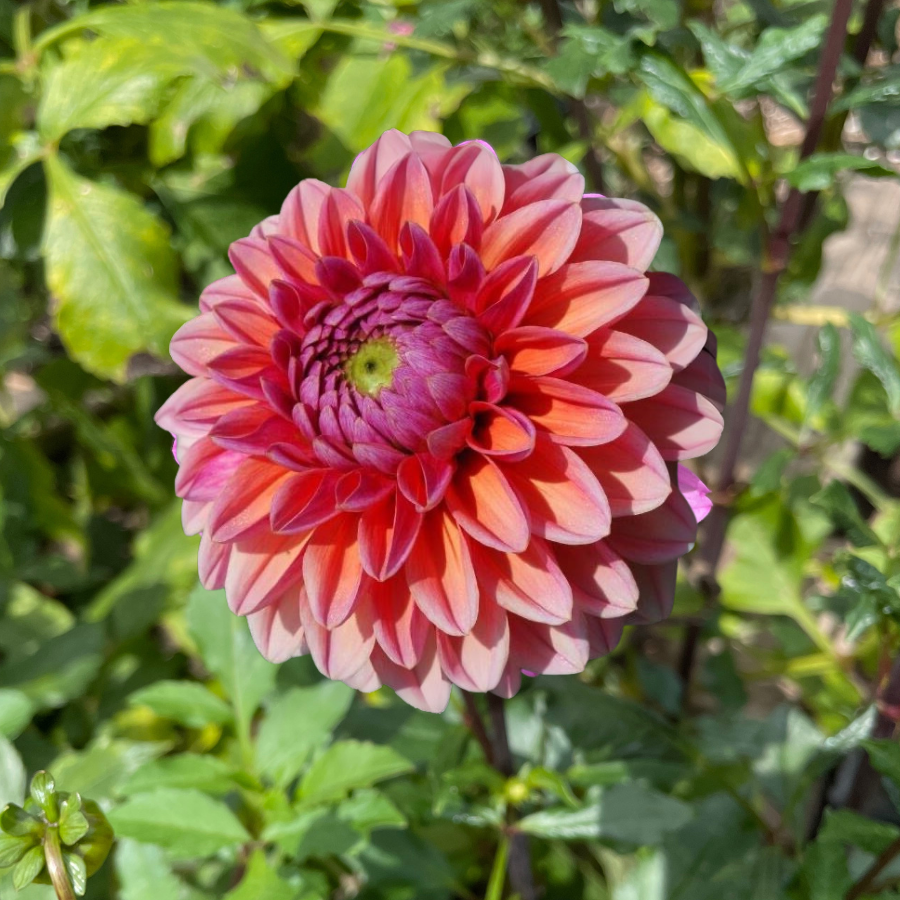 A vibrant, fully bloomed Daisy Duke Dahlia with pink and orange petals showcasing a lush green background. The ideal visual representation for the Daisy Duke Dahlia Tuber by The Happy Hour Flowers.