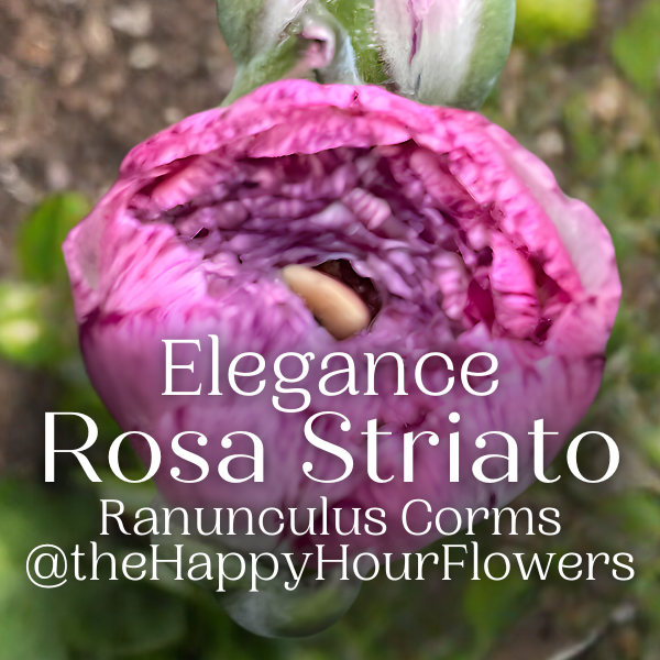 Elegance Ranunculus Corms; Rosa Striato- Pack of 10