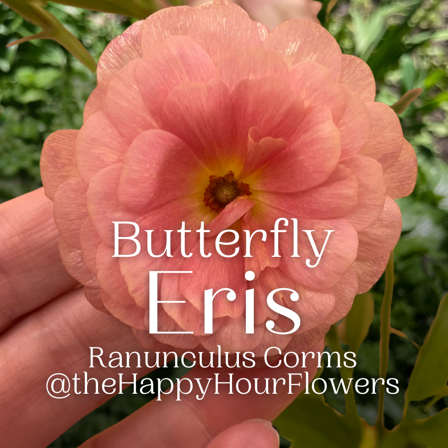 Butterfly Ranunculus Corms; Eris-Pack of 5