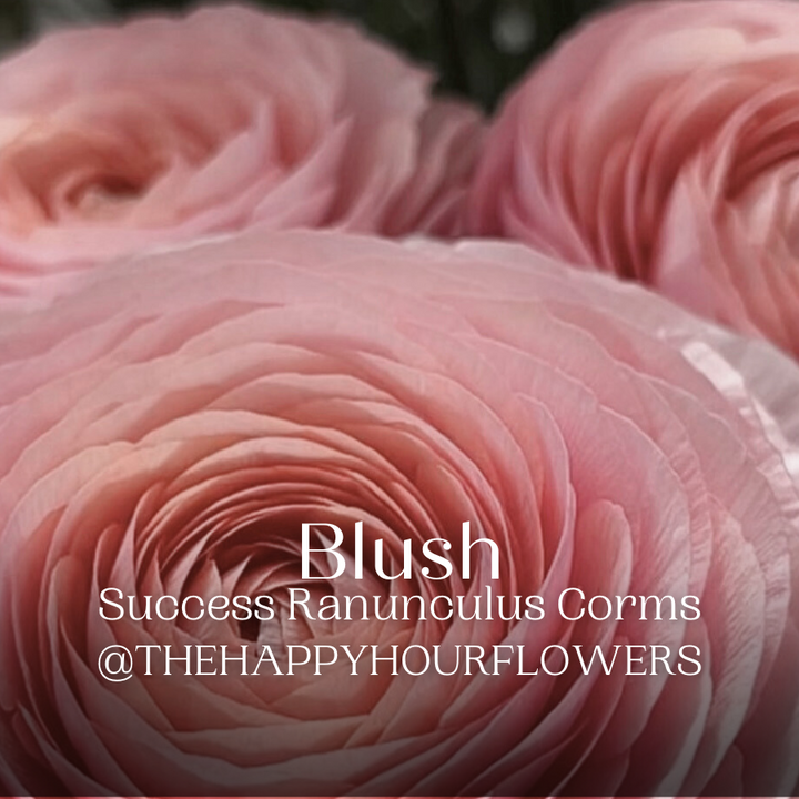 Success Cloni Blush Ranunculus-Pack of 5