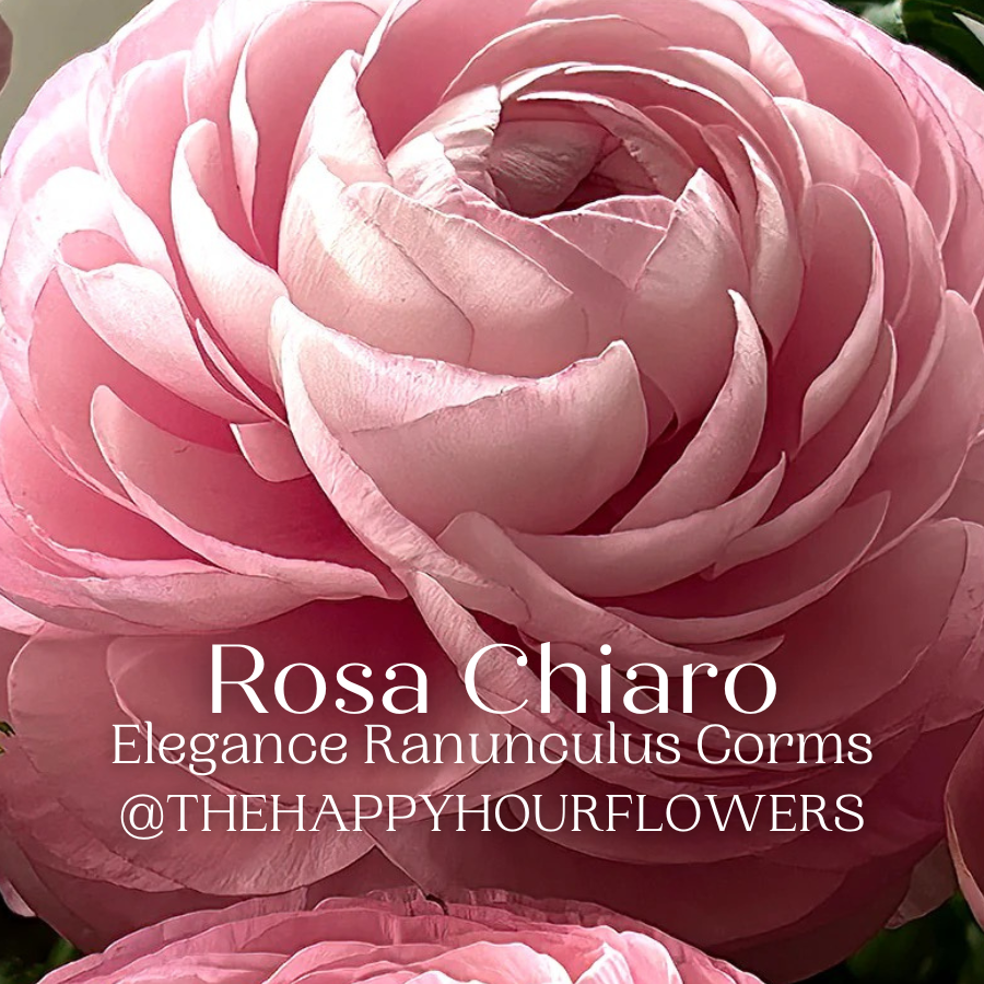 Elegance Ranunculus Rosa Chiaro