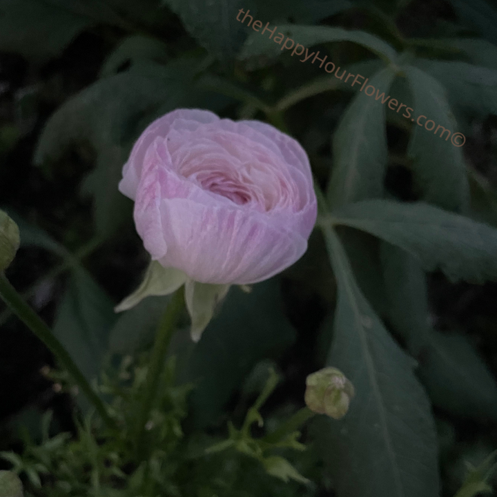 Amandine Ranunculus Corms; Chamallow - Pack of 10