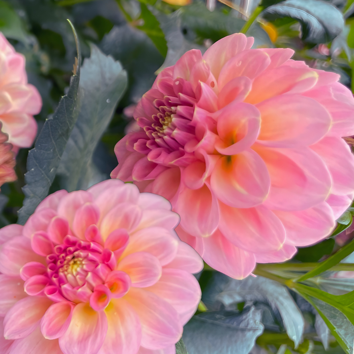 Two beautiful pink dahlias closely grouped together, representing the Sebastian Dahlia Tuber from The Happy Hour Flowers. Ideal for florists and cut flower arrangements, these stunning dahlias are essential dahlia tubers for planting.