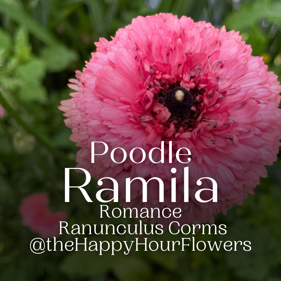 Romance Ranunculus Poodle Ramila Corms for Sale