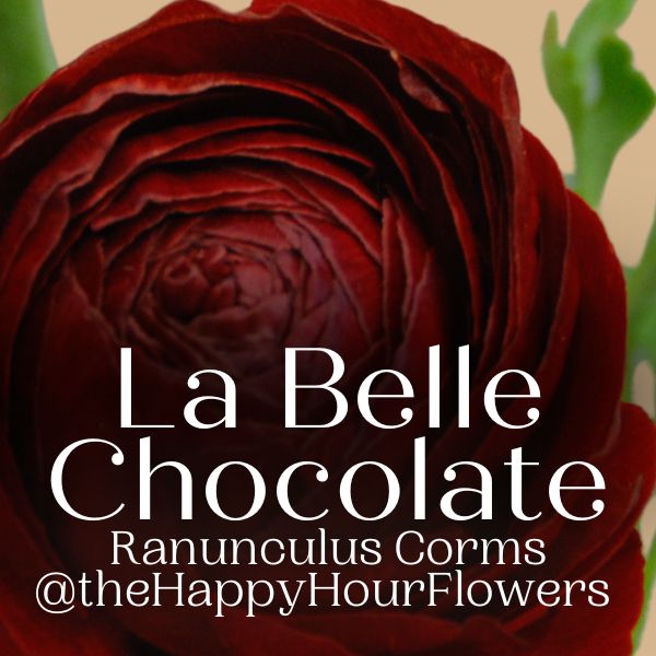 A close-up of a stunning dark red La Belle Ranunculus Chocolate flower, emphasizing its intricate petals, available from The Happy Hour Flowers, ideal for creating beautiful bouquets. Arlington, red, plant, cut flower, cutting garden, La Belle Ranunculus Chocolate corms for sale farmer, florist, floral.