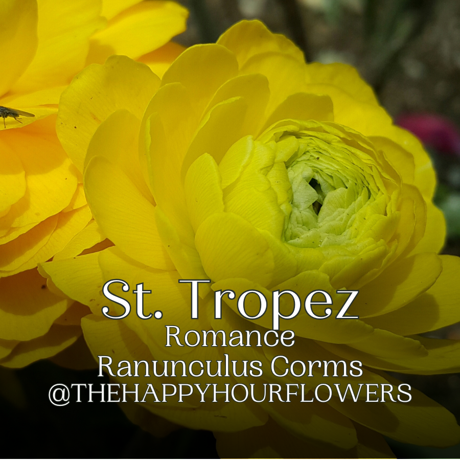 Romance Ranunculus Corms; St. Tropez- Pack of 5