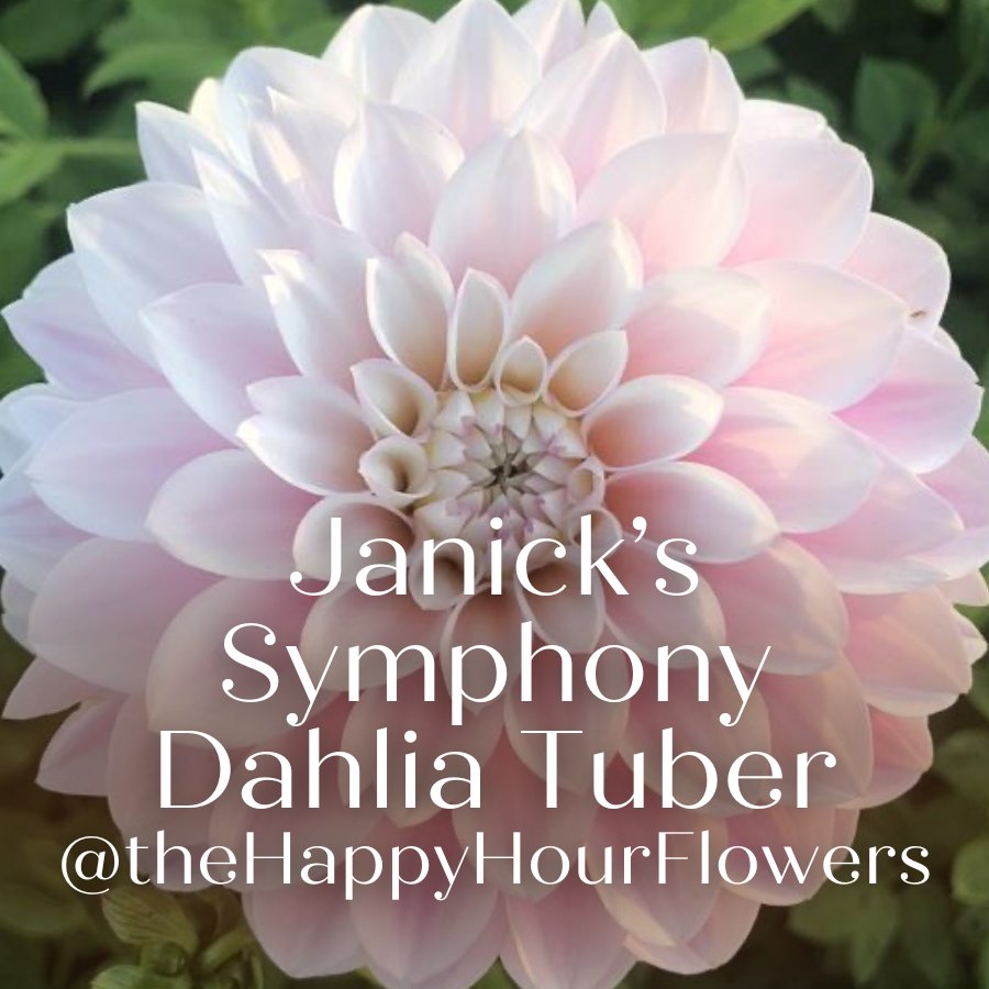 A beautiful close-up of a pink dahlia flower with layered petals, showcasing its soft hues. Perfect for gardeners and flower enthusiasts. Available from The Happy Hour Flowers. Janick's Symphony Dahlia.