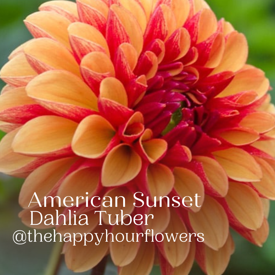 American Sunset Dahlia Tuber
