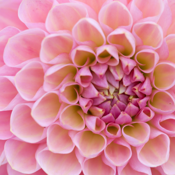 A close-up of a Hillcrest Suffusion Dahlia showcasing its delicate pink petals and intricate center. Available at The Happy Hour Flowers.