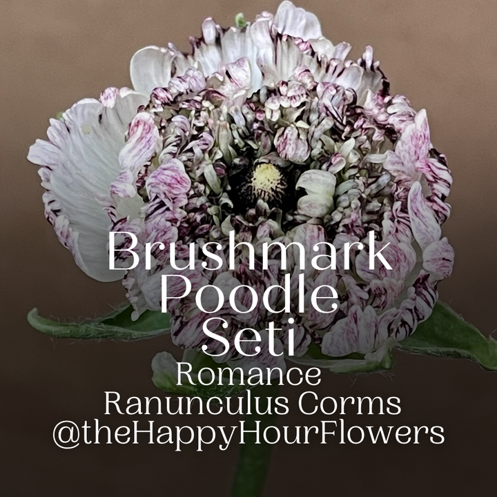Seti Ranunculus Shop Brushmark Poodle Seti Ranunculus Corms Now! – The Happy Hour Flowers
