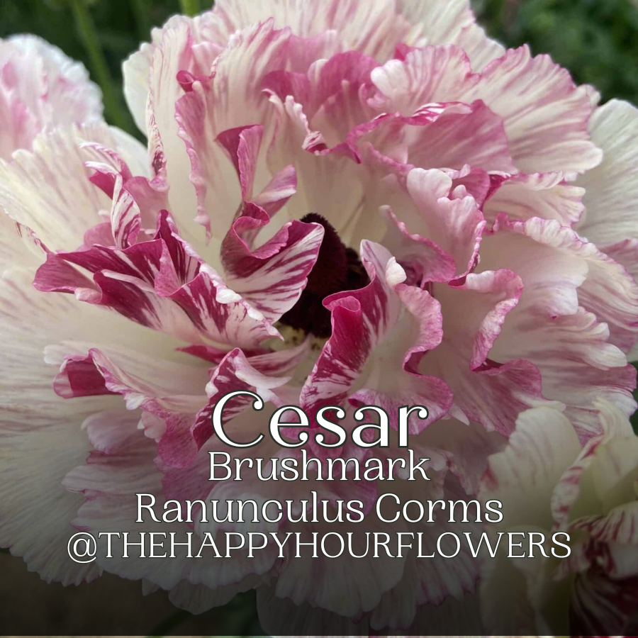 Brushmark Ranunculus Corms; Cesar - Pack of 5