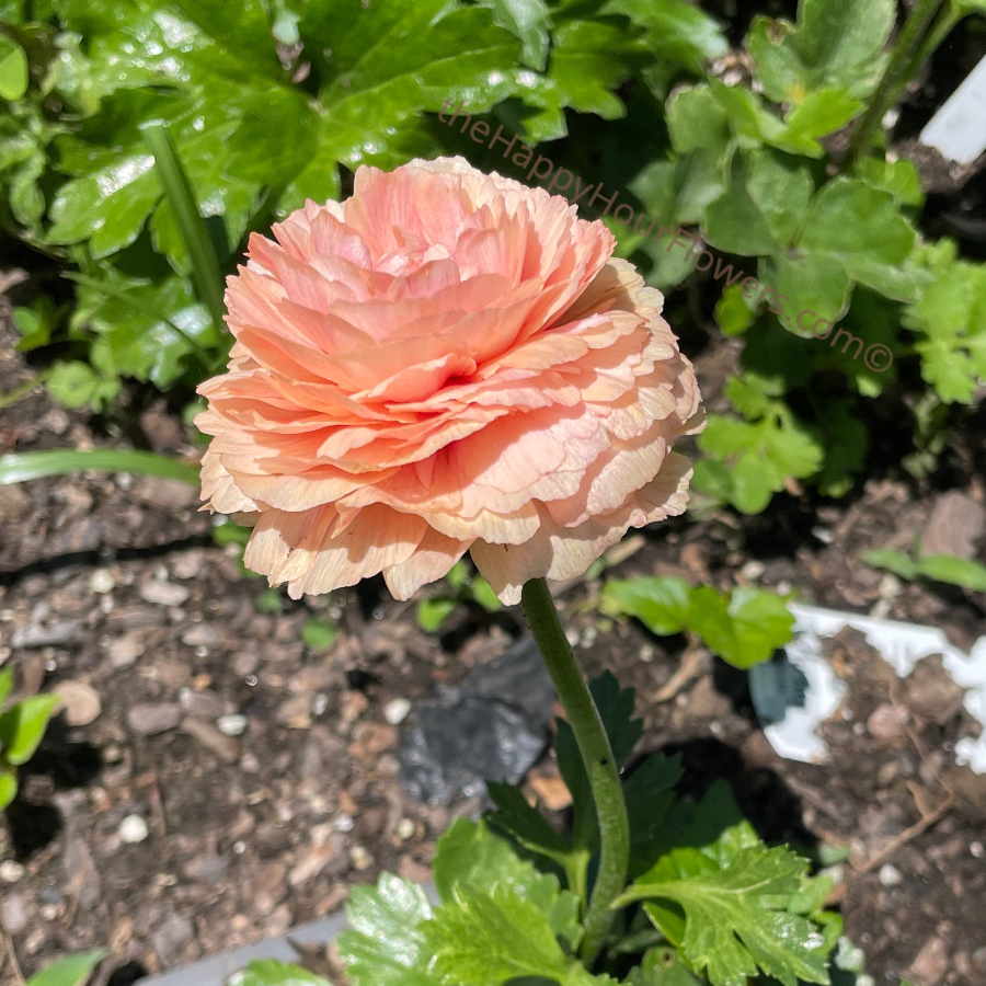 Vibrant La Belle Salmon Ranunculus bloom captured in a lush garden, showcasing its beautiful peachy tones. Perfect for planting, these La Belle Ranunculus corms from The Happy Hour Flowers offer stunning flowers for any garden.