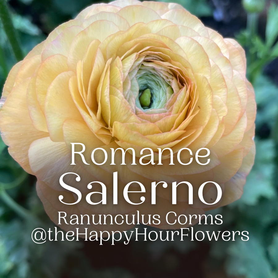 Elegant close-up of a Romance Ranunculus flower with soft peach hues, featuring a lush center, available from The Happy Hour Flowers; Romance Ranunculus Corms - Pack of 5.
