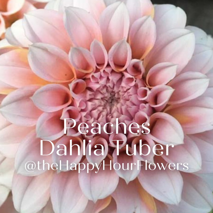 An artistic view of a Peaches Dahlia bloom with text overlay, promoting The Happy Hour Flowers. This captivating flower, celebrated for its blush tones and easy to grow nature, perfectly fits into any gardening scheme. Discover the vibrant world of dahlias and their colorful charm, making them a prime choice for outdoor plants and flower bulbs.