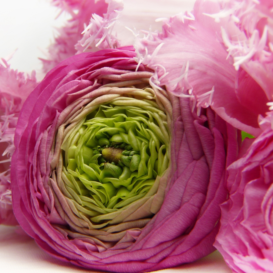 Beautifully arranged pink Romance Ranunculus Crown Bastille flowers, highlighting their intricate layers and vibrant colors. Ideal for floral arrangements!