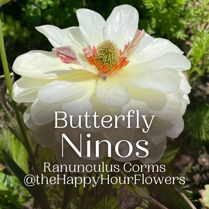 Gorgeous close-up of a Butterfly Ranunculus flower, showcasing its intricate petal structure and radiant colors. Experience the beauty with Ninos from The Happy Hour Flowers. Ninos butterfly ranunculus corms.