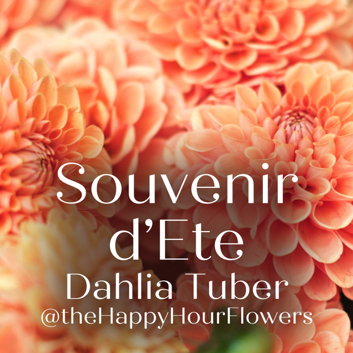 Souvenir d'Ete Dahlia Tuber (Pre-Order)