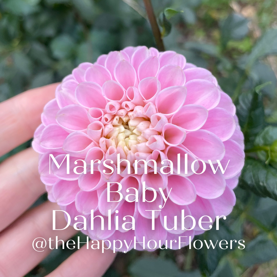 A close-up of a stunning Marshmallow Baby Dahlia flower from The Happy Hour Flowers, showcasing its beautiful blush petals and intricate design. This best seller is among the colorful flowers and dahlia varieties that are perfect for gardeners looking to expand their plant collection. These easy to grow tubers are ideal for outdoor plants and make for stunning additions to any garden bloom or flower bulb display.