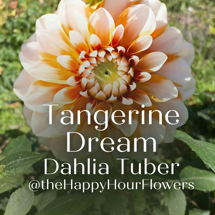 Tangerine dahlia orange and Ivory for sale