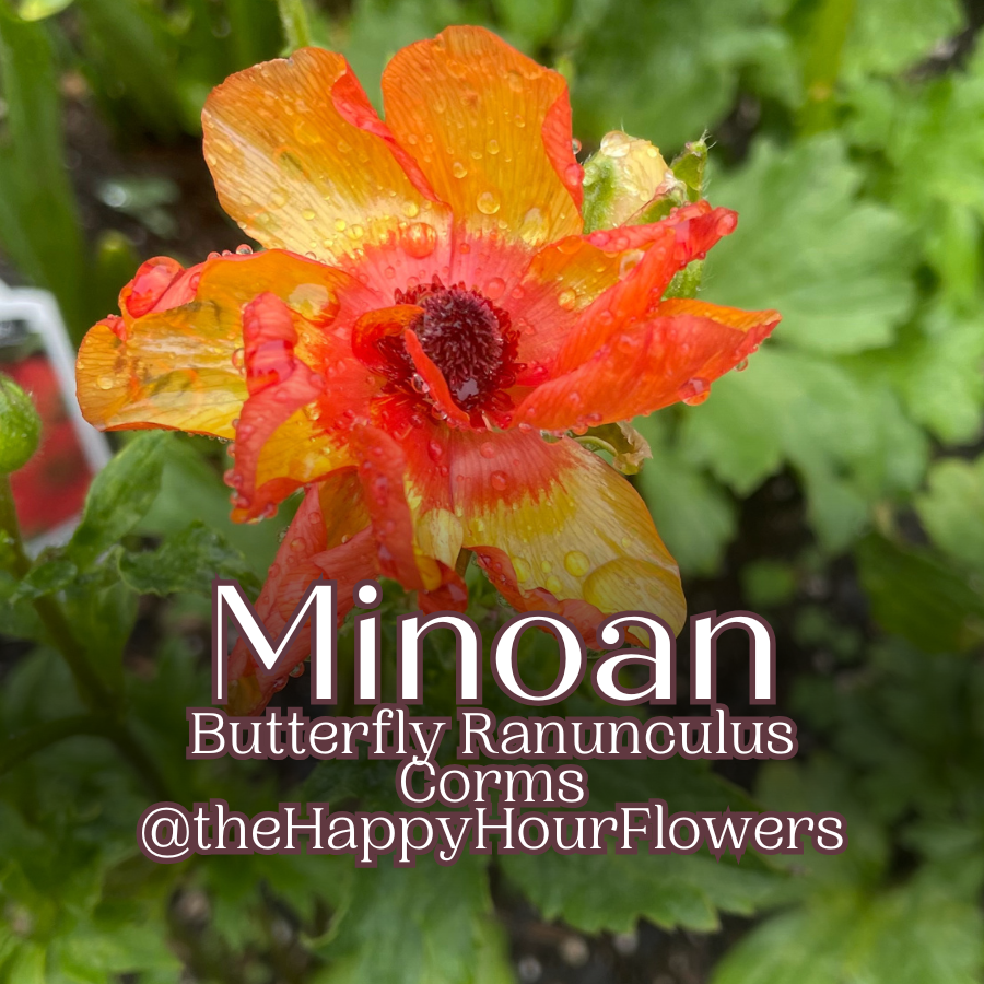 Butterfly Ranunculus Corms; Minoan- Pack of 5