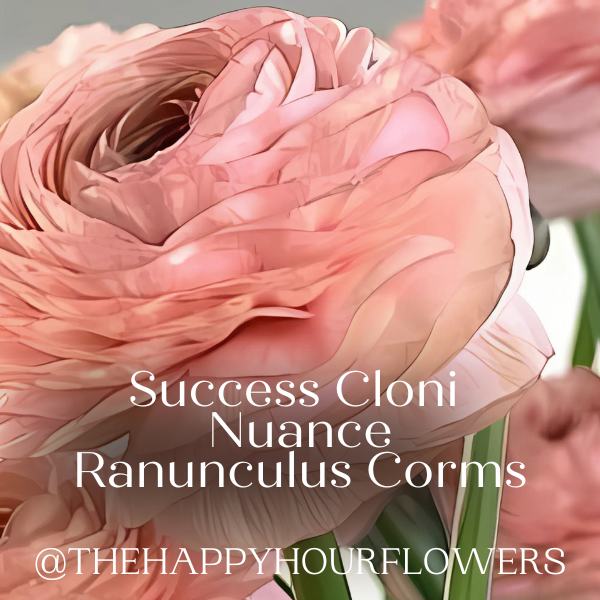 Success Cloni Nuance Ranunculus