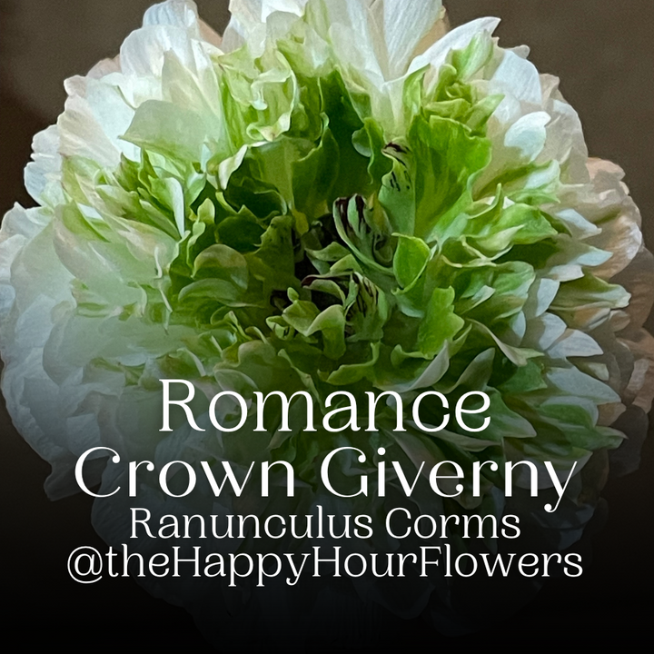 Romance Ranunculus Corms; Crown Giverny®- Pack of 5