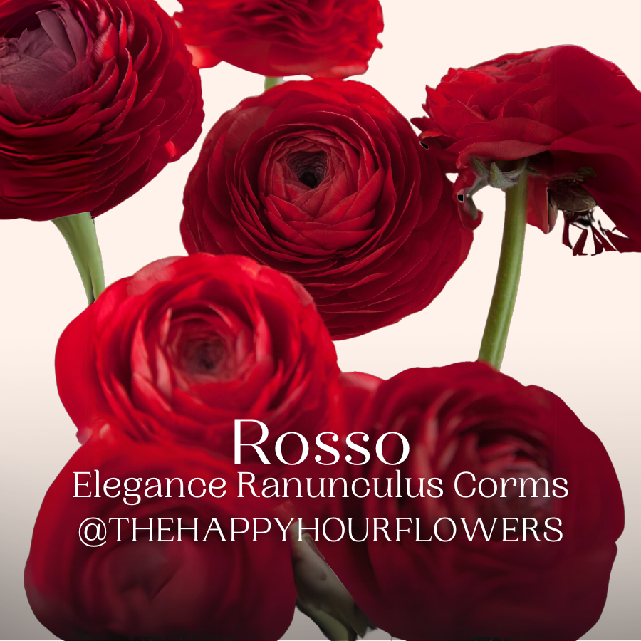 Elegance Ranunculus Rossa, Pack of 10