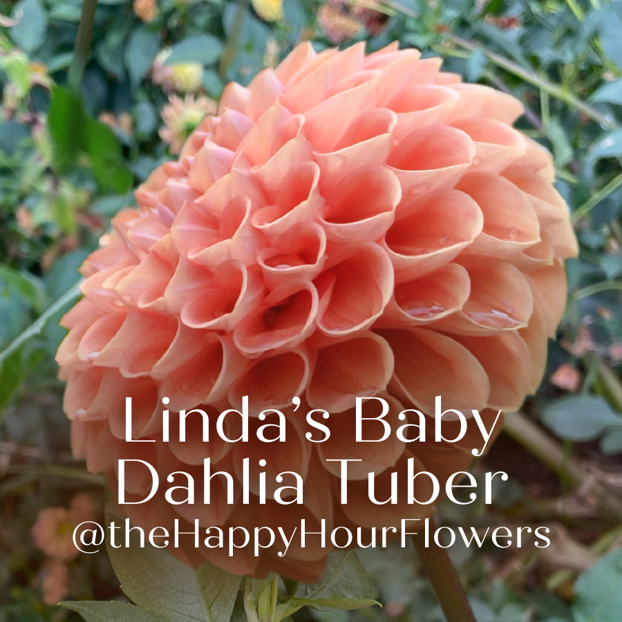 Close-up of Linda's Baby Dahlia flower showcasing its intricate pale cantaloupe petals. Perfect for weddings, from The Happy Hour Flowers.