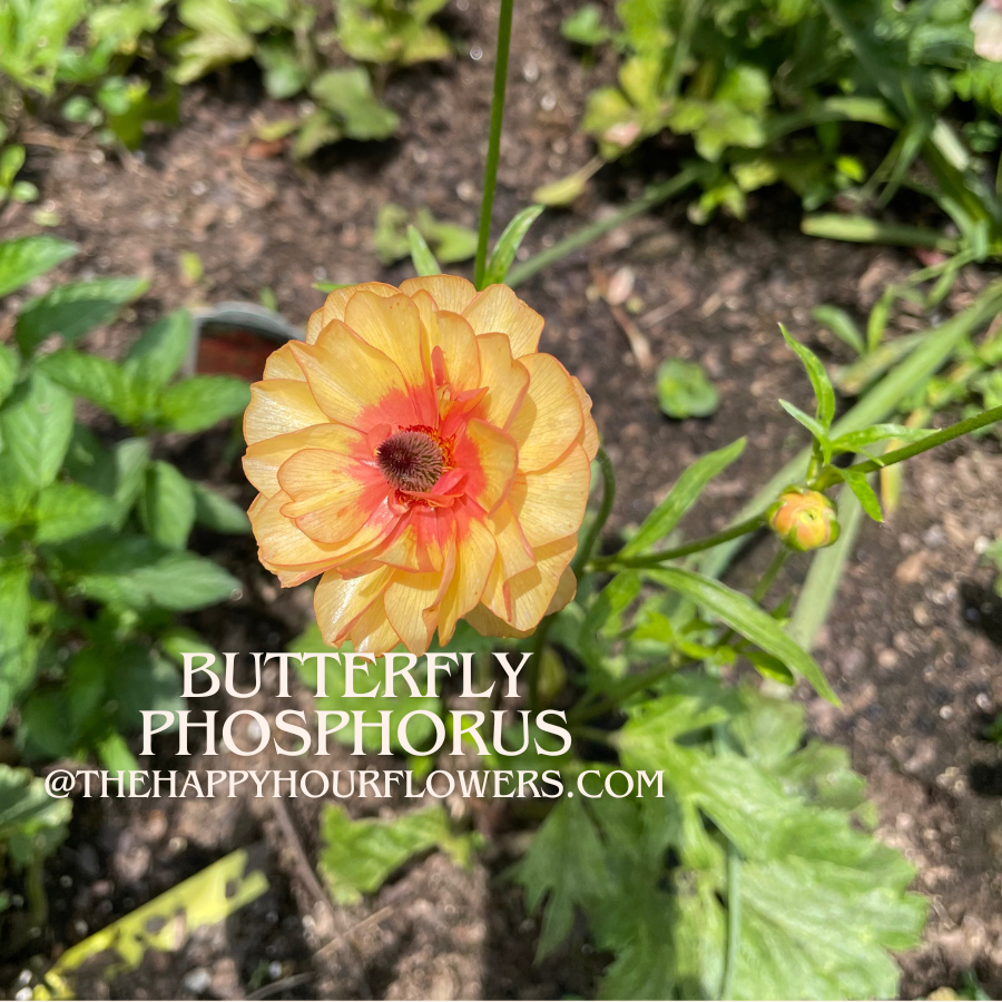 Butterfly Ranunculus Phosphorus