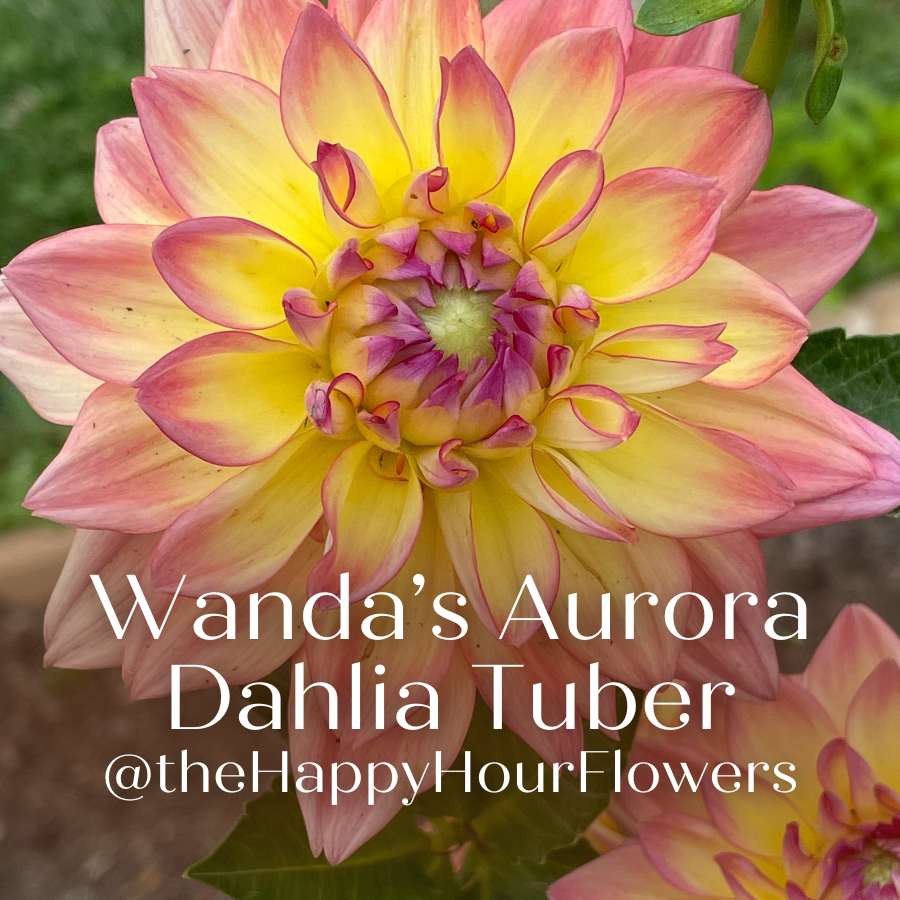 Wanda's Aurora Dahlia Tuber from The Happy Hour Flowers featuring a stunning large dinner plate dahlia with shades of pink, yellow, and salmon in full bloom.