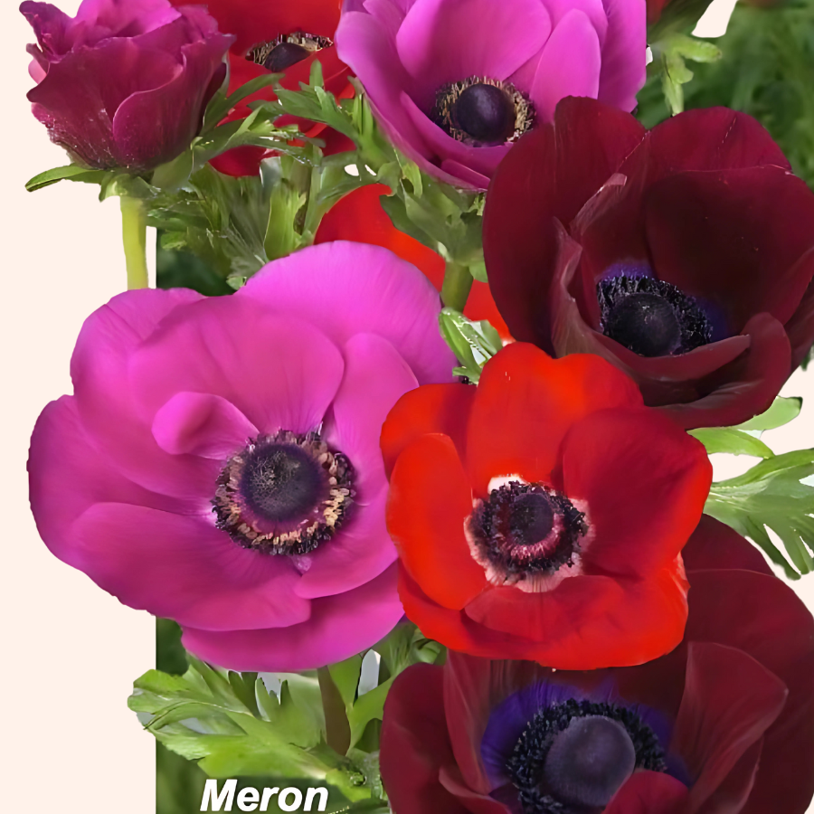 Meron Anemone Mix; Pack of 10