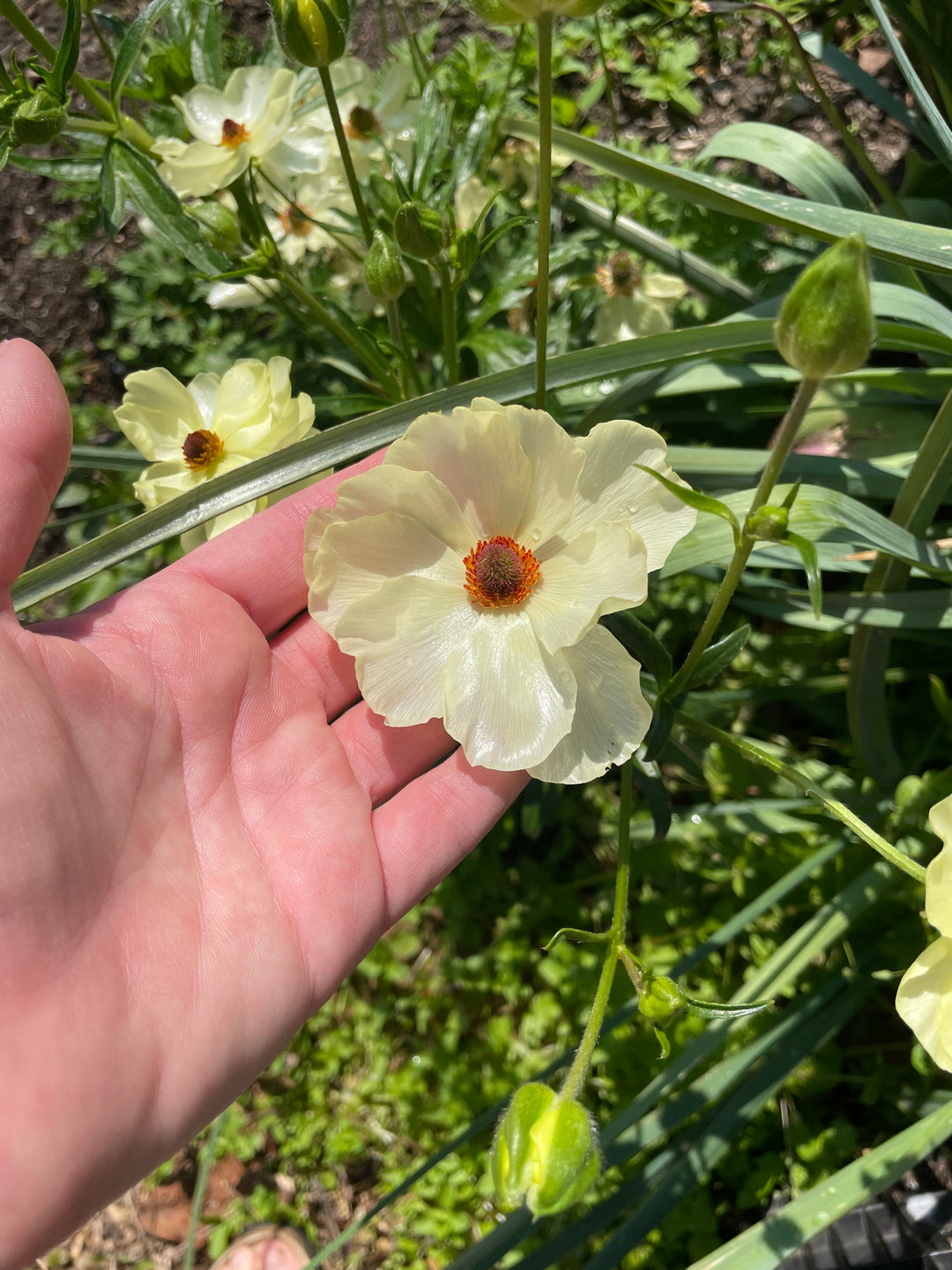 a person holding a flower in their hand