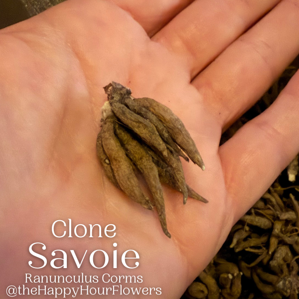Clone Ranunculus corm in hand, showcasing the unique features of Savoie variety, from The Happy Hour Flowers.