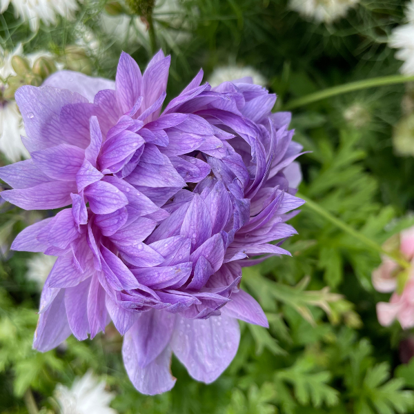 Vibrant bloom of Levante Azzuro Anemone from The Happy Hour Flowers, featuring delicate petals in shades of purple, ideal for bouquets and cutting gardens. This stunning Italian flower is perfect for weddings, adding charm alongside other specialty cut flowers like ranunculus and floret. Ideal for gardeners looking to grow Mistral or anemone varieties.