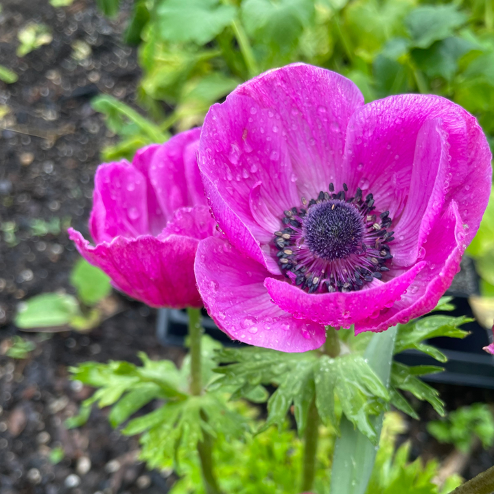 Meron Anemone Mix; Pack of 10