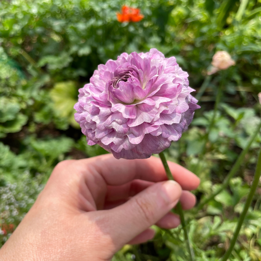 Success Cloni Ranunculus Corms; Nonno Antonio- Pack of 5