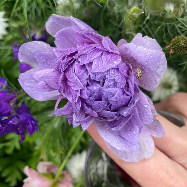 A lovely image featuring a Levante Azzuro Anemone from The Happy Hour Flowers with raindrops on its petals. This stunning flower is ideal for bouquets and cutting gardens, making it a perfect addition to any wedding centerpiece. Pair it with other specialty cut flowers like ranunculus and buttercup for vibrancy.